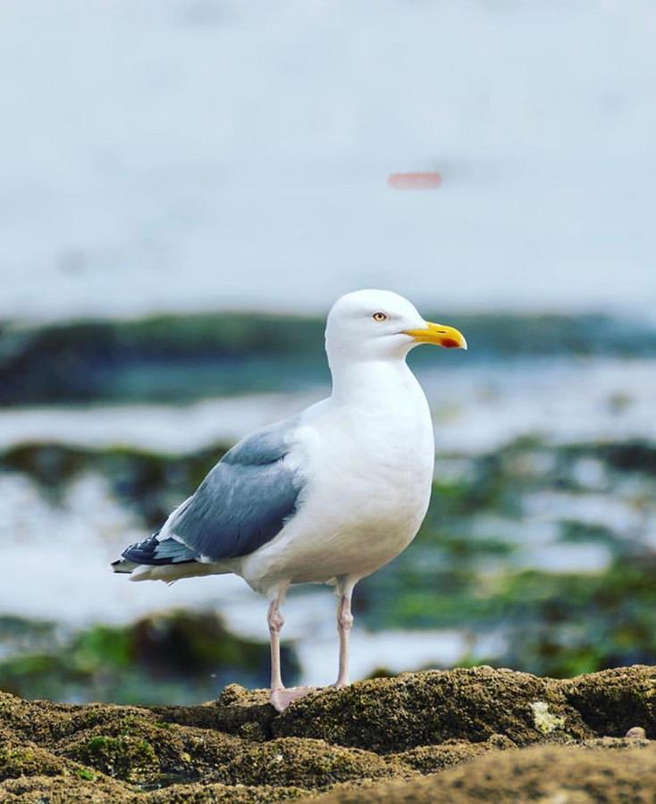 Sleepinconcarneau, 200 M De La Mer, Centre-Ville Pietonnier Екстериор снимка